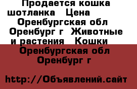 Продается кошка шотланка › Цена ­ 1 000 - Оренбургская обл., Оренбург г. Животные и растения » Кошки   . Оренбургская обл.,Оренбург г.